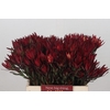 Leucadendron Blush Spray