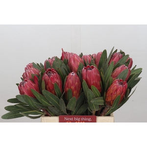 Protea Red Ice