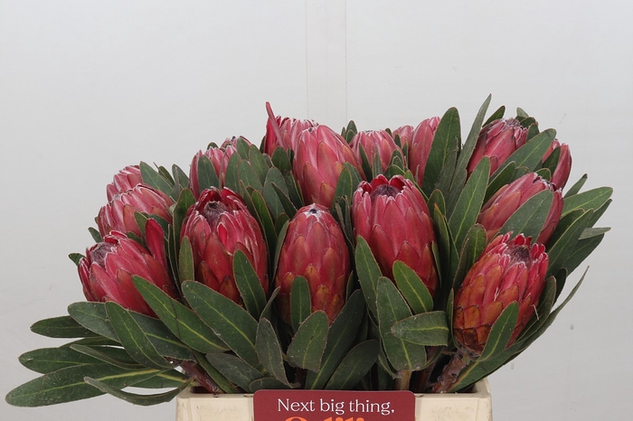 <h4>Protea Red Ice</h4>