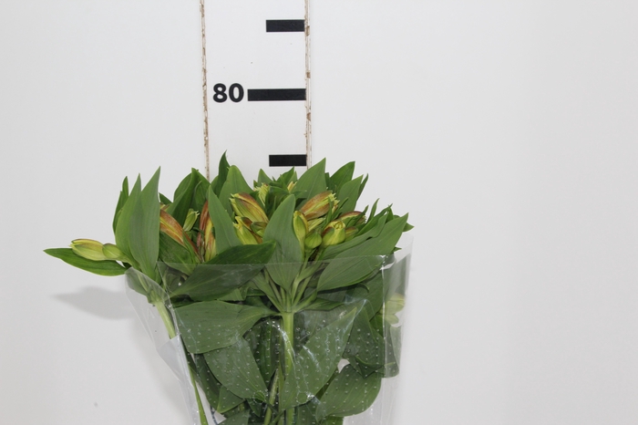<h4>ALSTROEMERIA ALOHA 080 CM</h4>