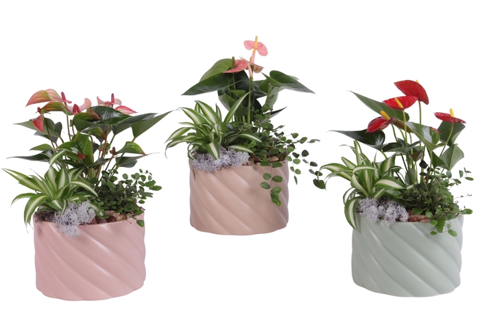 <h4>Yearround Arr. Indoor Ceramic Soft Elegance SE661 Ø17cm 3PP</h4>