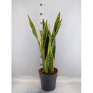 Sansevieria trifa. 'Laurentii'