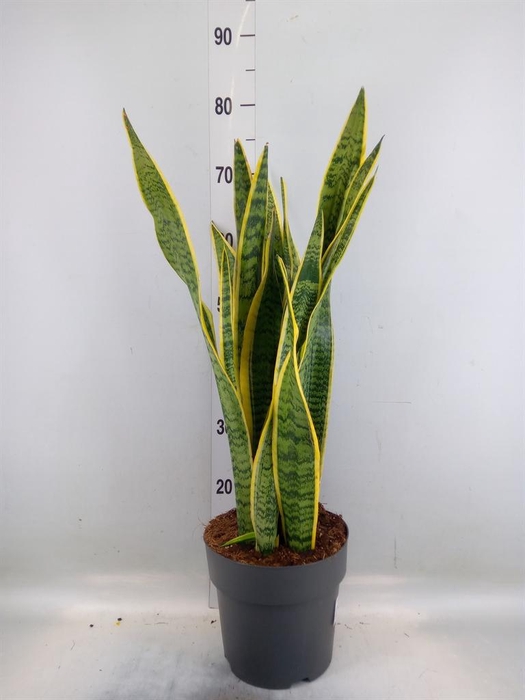 <h4>Sansevieria trifa. 'Laurentii'</h4>
