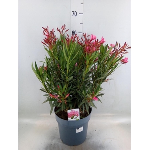 Nerium oleander   ...