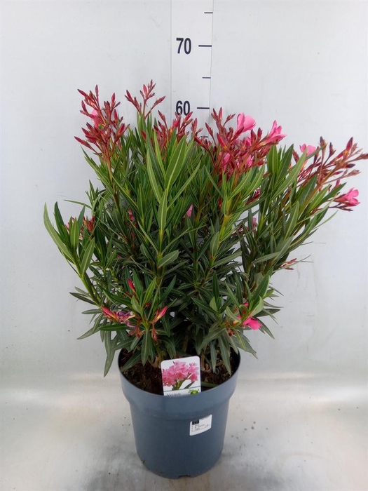 <h4>Nerium oleander   ...</h4>