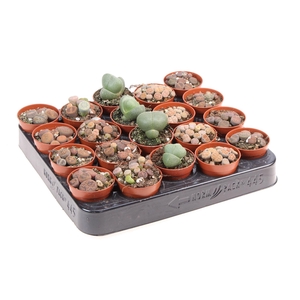 Lithops sp.