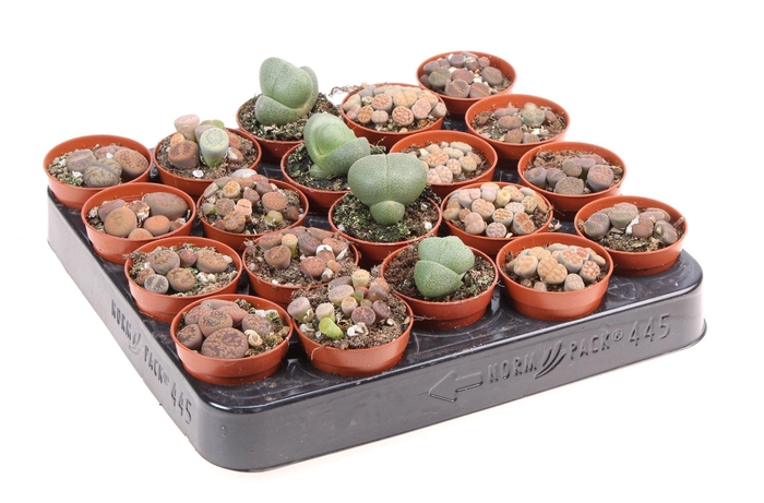 <h4>Lithops sp.</h4>