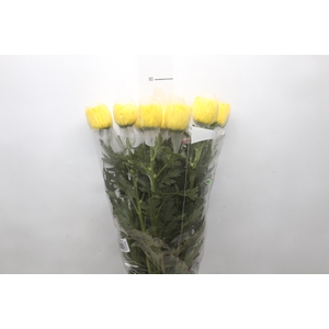 ANASTASIA FIEBRE 080 CM AMARELO