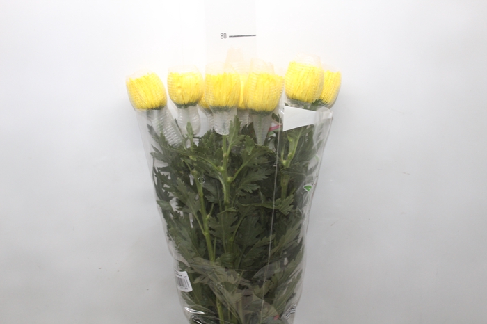 <h4>ANASTASIA FIEBRE 080 CM AMARELO</h4>