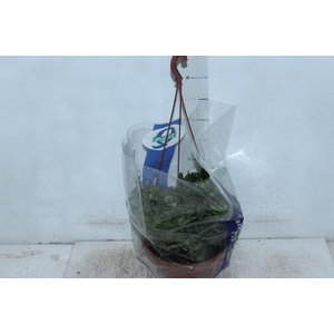 AESCHYNANTHUS TWISTER C21