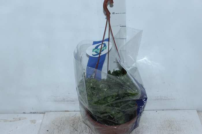 AESCHYNANTHUS TWISTER C21