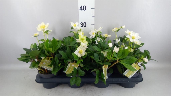 <h4>Helleborus niger 'Advent Star'</h4>