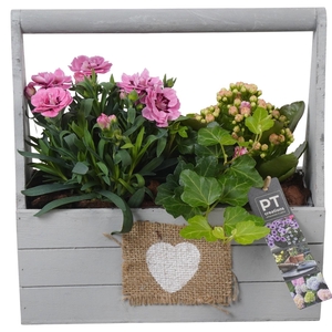 PTPP6999 Arrangement Patio in houten bak