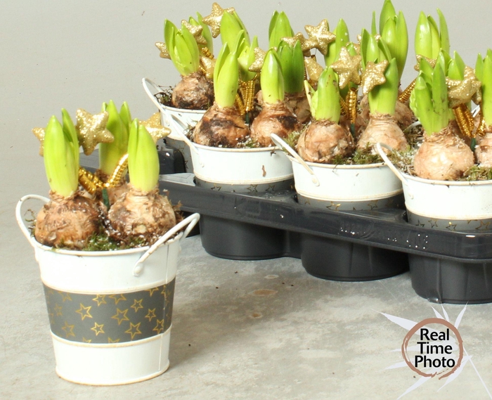 <h4>ARR HYACINTH</h4>