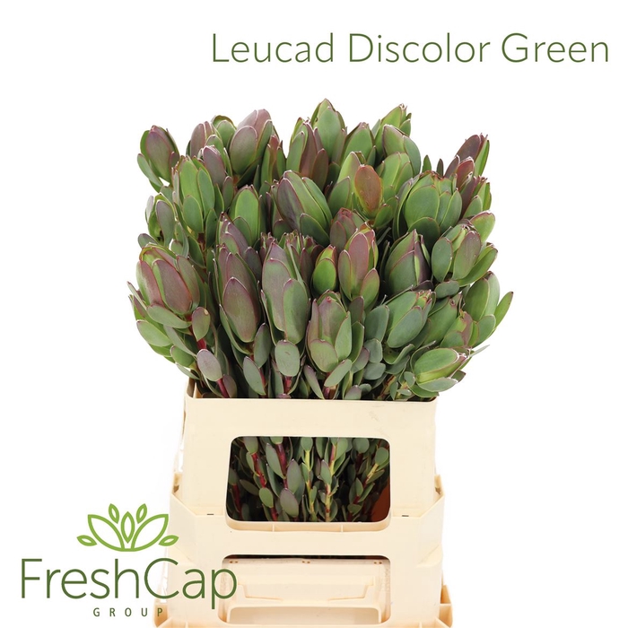 Leucad Discolor Green