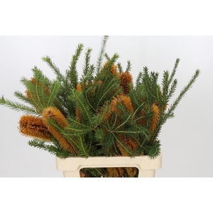 Banksia Ericifolia