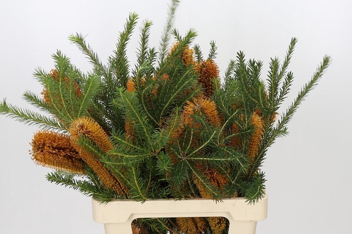 <h4>Banksia Ericifolia</h4>