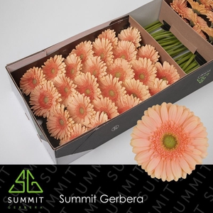 Gerbera Pre-Extase Doos