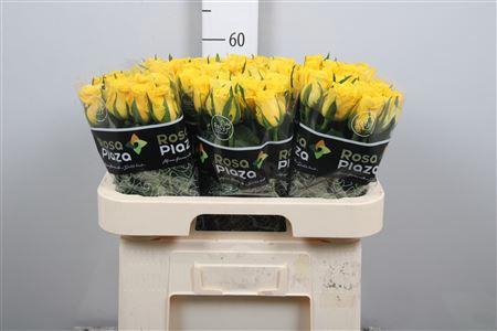 <h4>R Gr Moonwalk</h4>