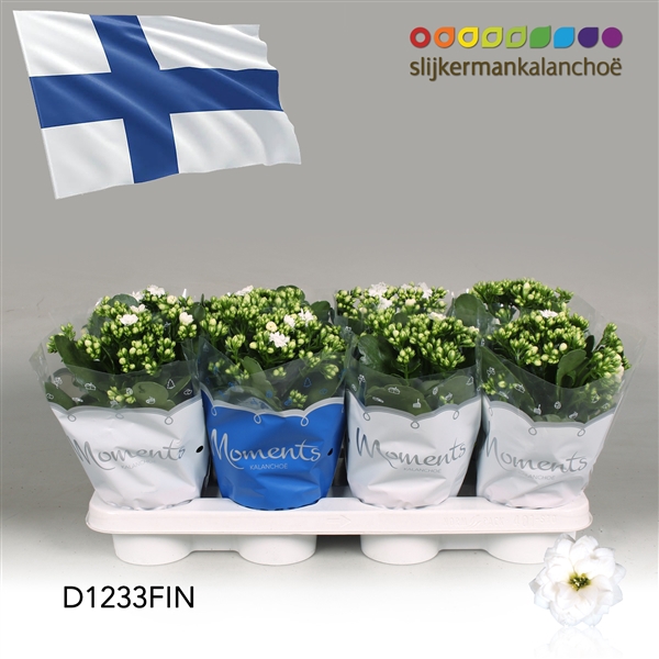 <h4>Kalanchoe Moments - Finland flag</h4>