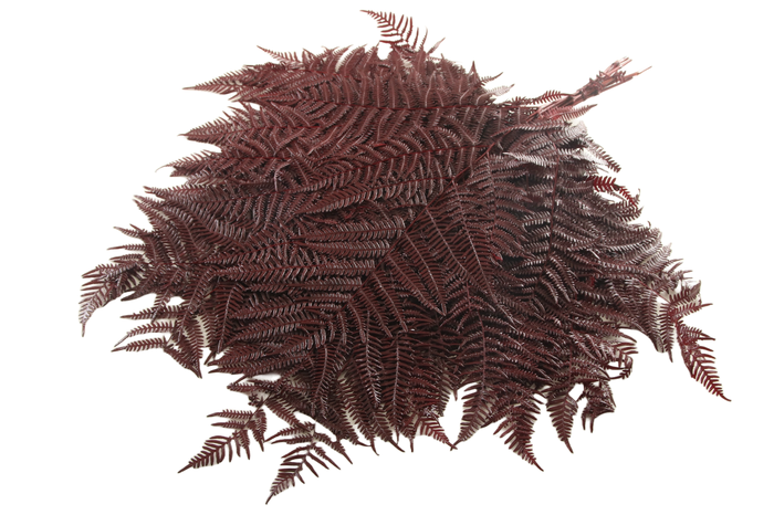 <h4>Fern Bracken Preserved Bordeaux</h4>