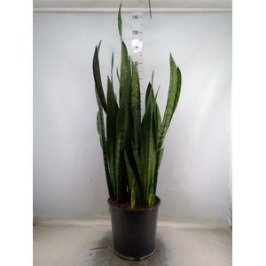 Sansevieria zeylanica