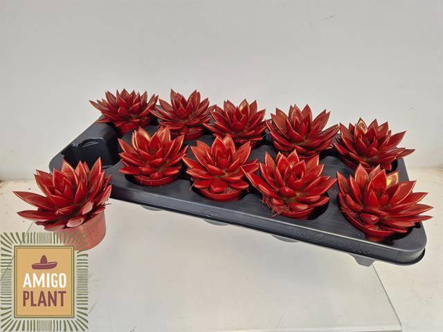 <h4>ECHEV MIRANDA</h4>