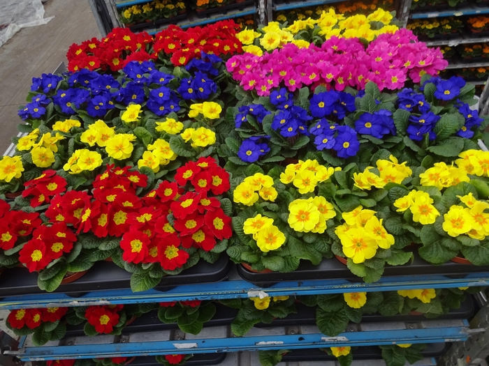 <h4>PRIM AC MIXK</h4>