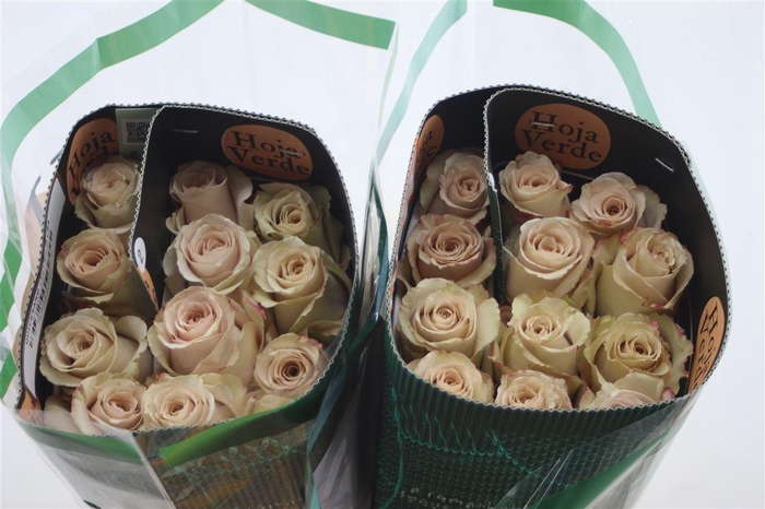 <h4>R Gr Eq Quicksand</h4>