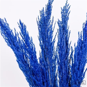 Dried Pampas Gras D. Blue (8 Stems) Bunch