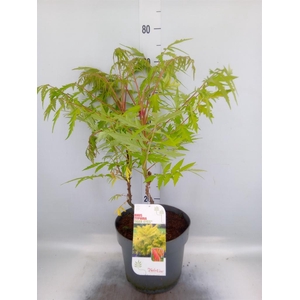Rhus typhina