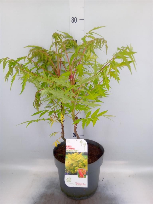 <h4>Rhus typhina</h4>