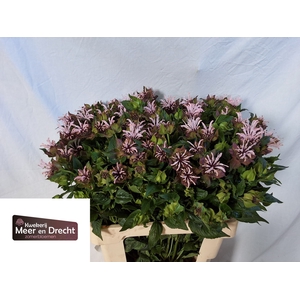 MONARDA OV