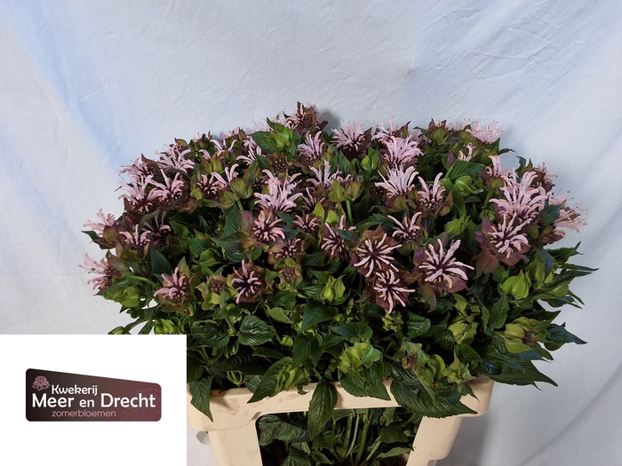 <h4>MONARDA OV</h4>