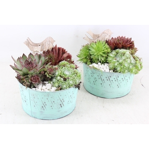 arr4 Semp JS - Zink pot L.blauw x3