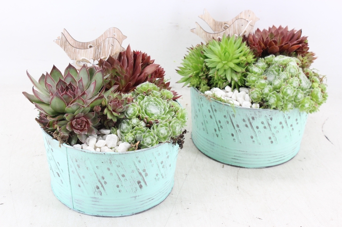 <h4>arr4 Semp JS - Zink pot L.blauw x3</h4>