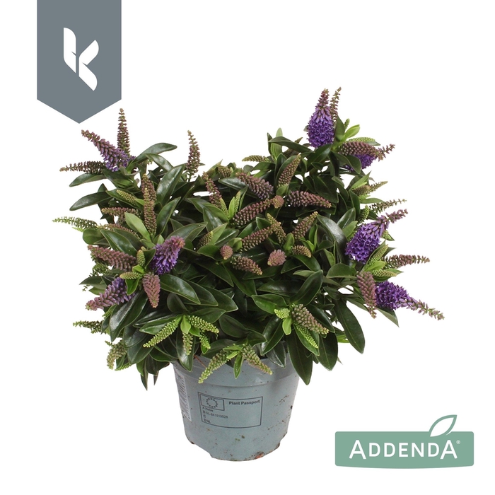 <h4>HEBE PETITA BLUE</h4>