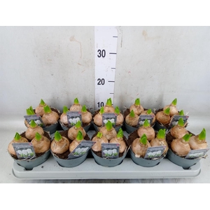 Hyacinthus orie. 'Pearl White'