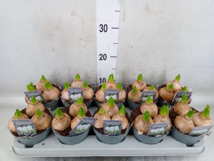 <h4>Hyacinthus orie. 'Pearl White'</h4>