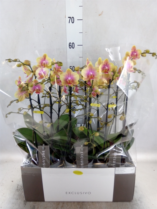 <h4>Phalaenopsis multi.   ...yellow</h4>