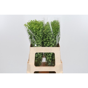 Lepidium Butterfly