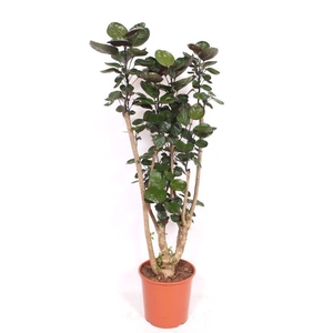 Polyscias Fabian