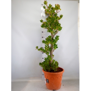 Crassula ovata