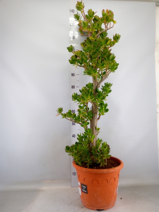 <h4>Crassula ovata</h4>