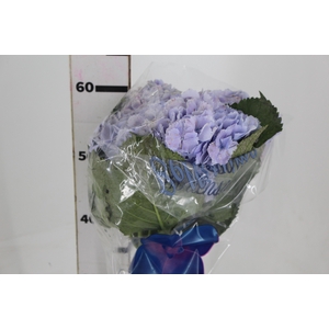 HORTENSIA FORCE LILAS 060 CM