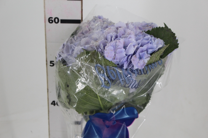 <h4>HORTENSIA FORCE LILAS 060 CM</h4>
