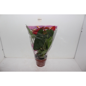 ANTHURIUM DAKOTA P17