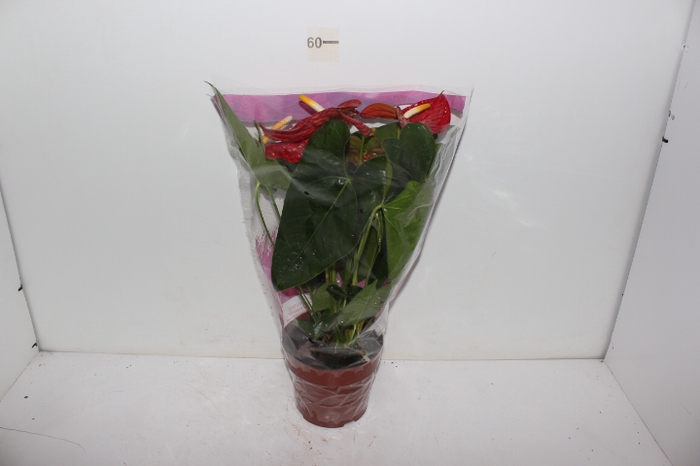 ANTHURIUM DAKOTA P17