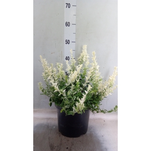 Euonymus fortunei 'Harlequin'