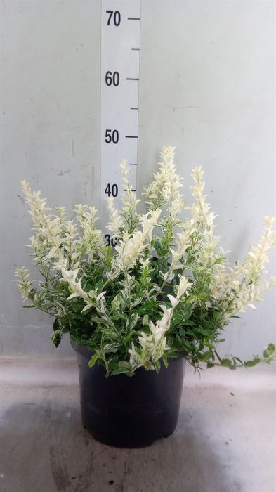 <h4>Euonymus fortunei 'Harlequin'</h4>